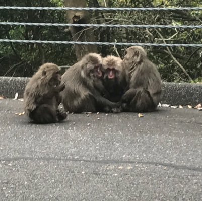 屋久島の地域おこし協力隊として活動してます！屋久島の魅力、日常を何気なくゆる〜く呟きます。