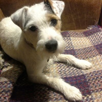 I'm 8 month Parsons Russell Terrier, live on  farm w/chicken, goat, horses. Getting into trouble all the time . Member Parson Russell Terrier squad #PRTSQUAD