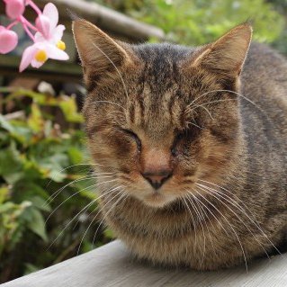 美味しいものと犬と猫と欧州サッカーが好きです