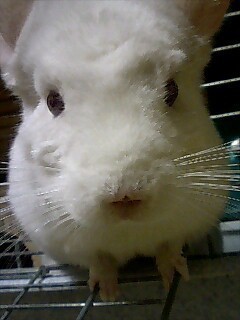 tobiusagi3's profile picture. 