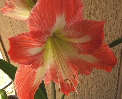 GardenPathDecor's profile picture. Designer of handcrafted mosaic art decor including stained glass wall art, stained glass patio tables, mosaic crosses and whimsical bird houses.