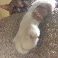 猫の手はクリームパン (@sgqmq) 's Twitter Profile