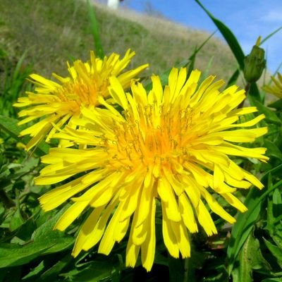 日本タンポポ協会〜 (@AF_JDA) / X