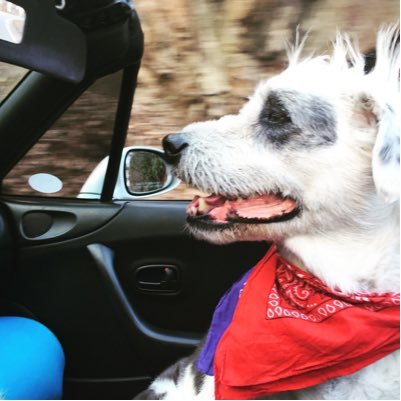 AshevilleMMA's profile picture. just trying to figure things out