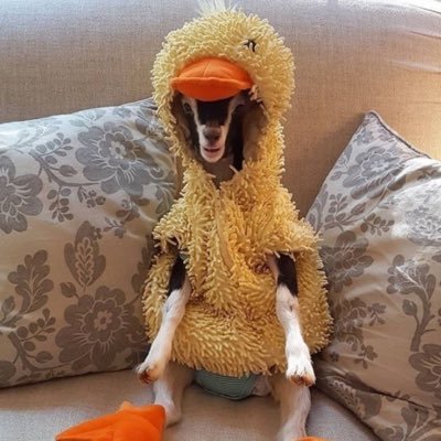 relateableelife's profile picture. trying to relate to the world around me