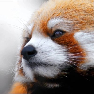 dewlemons's profile picture. the best. dewlimón