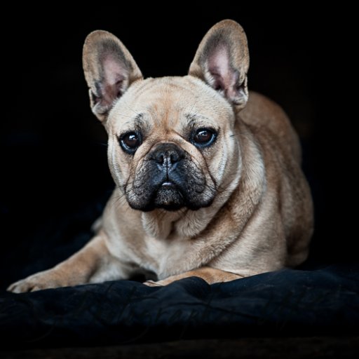 Dog Photographer UK