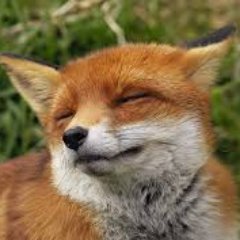 Critter, Spokesfox for the #foxliberationfront, Marxist and scrabble addict. Follow me for woodland exploits.
#seizethemeans