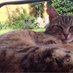 Sue Thurston (@suethu1) Twitter profile photo