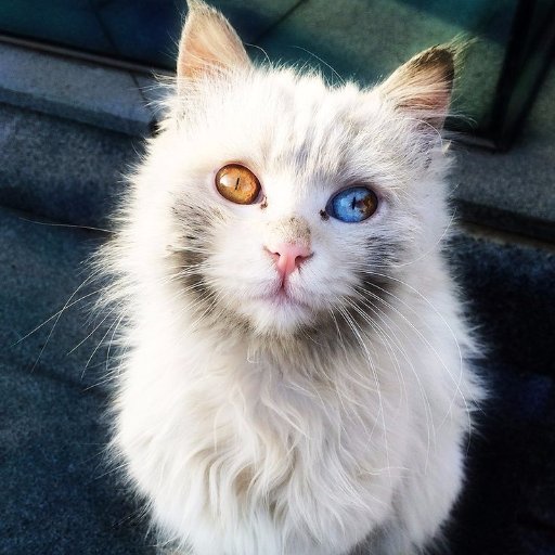 HerPoliteSmile's profile picture. Eliza - female, kittypet, 14 Moons