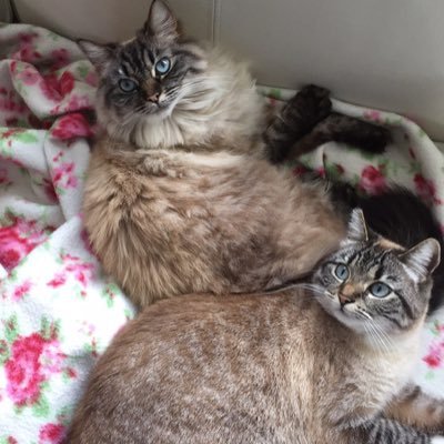 Hallo wij zijn de pluizige katten-zusters Catoo (kortharig) & Bisou (langharig)!