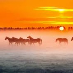 FOGHORSE's profile picture. Fog Computing startup . A division of CLOUDCOM @cloudcom @cloudcast @venturebank @cheray