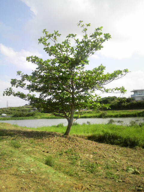 misatotae779639's profile picture. 沖縄に暮らすAMYです