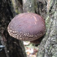 ナバ (@kinkou240) 's Twitter Profile Photo