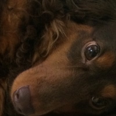 animalbba's profile picture. 昔ダックスを飼ってた動物好きおばさん。動物を買える広い家に引っ越したい。最近好きなのはサーバルちゃん。すっごーい！