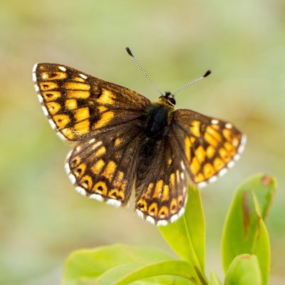 Keen wildlife photographer. Macro, insects and birds. VC15