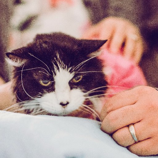 kyoshidaisy's profile picture. 😺