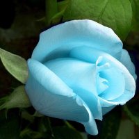 أحمد (@oir8eebvkircuxa) Twitter profile photo