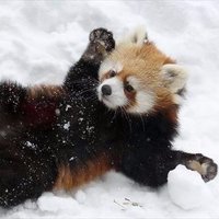動物の習性図鑑 (@dobutsu_syu) 's Twitter Profile Photo 動物の習性図鑑 (@dobutsu_syu) 's Twitter Profile Photo