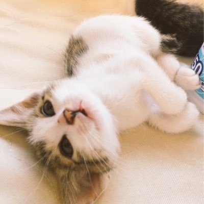 拾ったにゃんこが子猫を産みました、里親さんを探しています。大切な命を守ってくれる方、どうぞよろしくお願いします。※ 5/13 里親様見つかりました、みなさんの愛、ほんとうにありがとうございました。