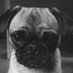 wilma.the.pug (@wilma_pug) Twitter profile photo wilma.the.pug (@wilma_pug) Twitter profile photo