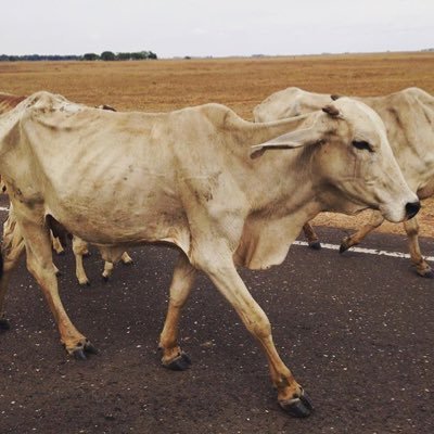 plvflaca's profile picture. Venezuela libre