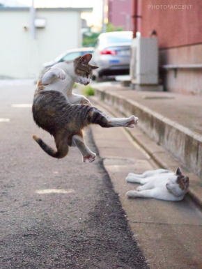 Meow_Myaoh_cook's profile picture. 宮医29☆空手道部