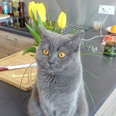 Yetti84's profile picture. Nobody Knows I'm Here