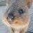 izu_kitterのアイコン