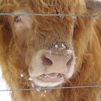 HairyGingerCow Profile Picture