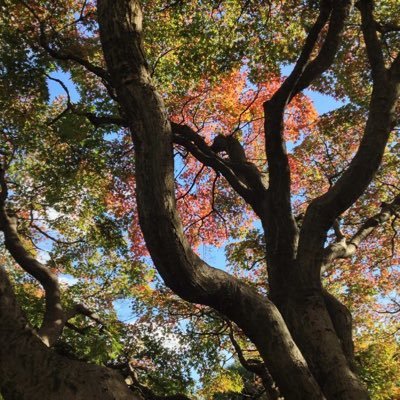 Luguanfeng's profile picture. 