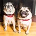 Peter and Wally (@pamwanthony) Twitter profile photo Peter and Wally (@pamwanthony) Twitter profile photo
