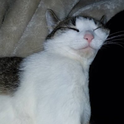 nek0bakamaru's profile picture. 我が家の猫が好きすぎてかわいすぎてどこかにぶちまけたいだけのツイッターです(*´꒳`*) お仲間さまはお願い致します♫ 子猫を拾いましたなどの際里親さん探しのお手伝いも致します。ですがあくまで個人の活動内ですのでご了承ください