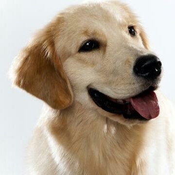 straymen's profile picture. Blakity blank