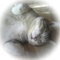 まるねこ (@maruneko_888) 's Twitter Profile