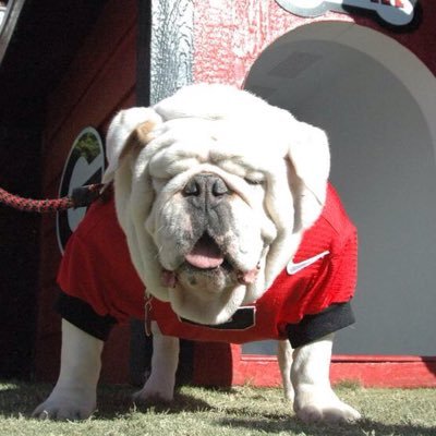 dooleydawgs's profile picture. 