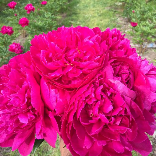 an unlikely peony farmer