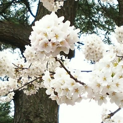 satomo777's profile picture. 3度のご飯、甘味物、ゲームが好物の社会人　　　　　　　
現在メインは、騎空士、スト６
超越２最終８　賢者最終5
マスター：キンバリー、ベガ、リュウ、ザンギ
トレーナーは休業中
メジロでも、マックイーンの方だ！