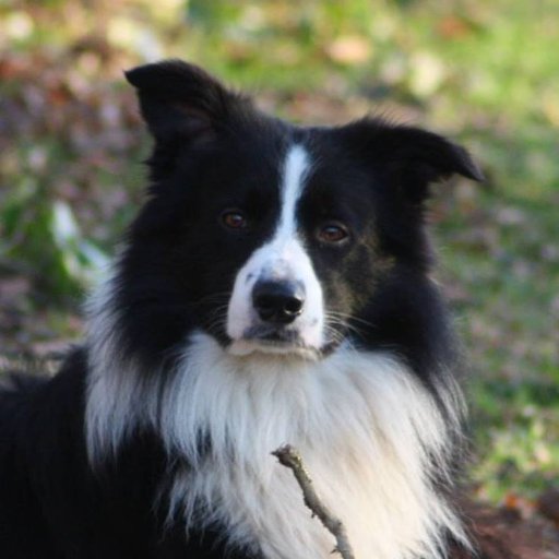 Border Collies , France, hobby historian WW I, WW I Forest-cross specialist , Vosges , Argonne. Absolutely hates the sea. Went from the Sea to Kilomètre Zero...