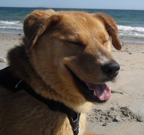 Maggie_The_Dog's profile picture. 