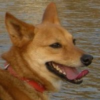フォルフ/Folf🐾光牙 (@fenrirschwart) 's Twitter Profile Photo フォルフ/Folf🐾光牙 (@fenrirschwart) 's Twitter Profile Photo