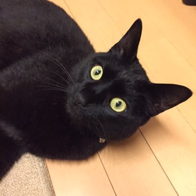tikunkozi1124's profile picture. 食いしん坊で甘えん坊の猫と犬を飼っています。