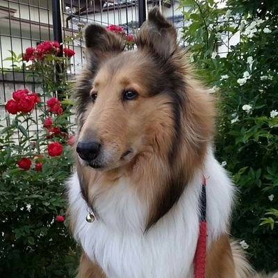 ラフコリーのリリー・猫のレモン・ニャースお星様に*/瑠璃3歳・マロン&マリン1歳/蛇 のアオ/植物/手芸/ピアノ好き/Ns/直腸RS癌stageⅢa巨大リンパ節転移,仙骨前面浸潤2018.8.28腹腔鏡下切除・術前XELOX2クール術後ゼローダ13クール 2019.9~経過観察へ🌼