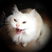 朔野安子 (@sakunoyasuko) 's Twitter Profile