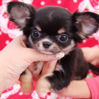 Chihuaone チワワン Pa Twitter 可愛い兄妹 クリームくんのお名前 あこまる君 に決定 Chihuaone Papa Artist Goma Chihuaone Chihuahua いちごbaby パパはジャック クリーム 男の子 B W 女の子 かわいい チワワ チワワ部 チワワ画像