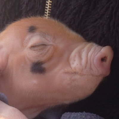 NilsFjeldstad's profile picture. 