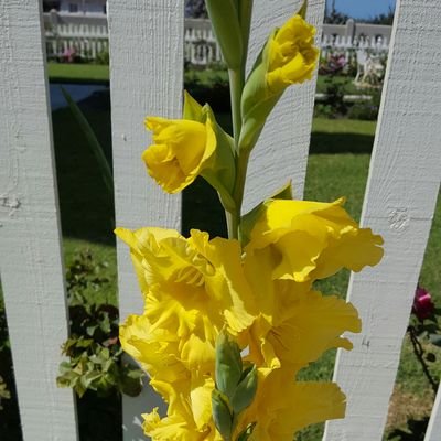 LeeHarrington48's profile picture. Technology & Science,
 Arts & Culture,
Government & Politics, United States Cabinet,
 Gov Officials & Agencies