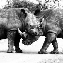 Tatters72's profile picture. Ex Dolphins Cricketer, Zimbo/Saffa, Husband, Autism Dad, Golf Enthusiast, ❤️African Safari, Inventor of Chillibush Sauce, Sports Tour Operator