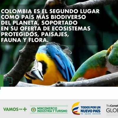 CaliCotours's profile picture. #CaliCo #CaliCityTours #CaliCoAirport #Calisalsa  #CaliCotransfersinout #ToursColombiaSouthWest
24/7 Schedule with us:
calitransfersandtours@outlook.com