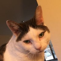 Michelle (@mrs_diffle) 's Twitter Profile